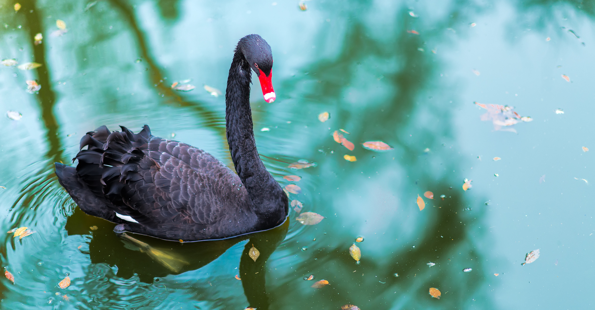 A black swan