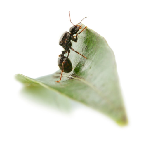 An ant on a small leaf